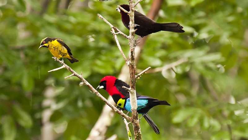 Photo from 10-Day Peruvian Amazon Birdwatching Expedition safari tour
